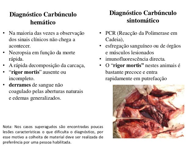 carbunculo hematico
